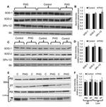 beta Tubulin Antibody in Western Blot (WB)