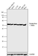 beta Tubulin Antibody in Western Blot (WB)