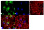 eNOS Antibody in Immunocytochemistry (ICC/IF)