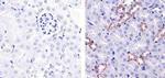 eNOS Antibody in Immunohistochemistry (Paraffin) (IHC (P))