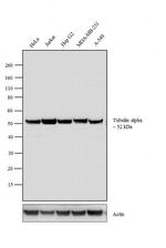 alpha Tubulin Antibody in Western Blot (WB)