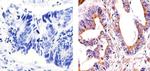 alpha Tubulin Antibody in Immunohistochemistry (Paraffin) (IHC (P))