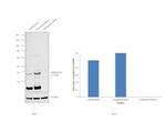 Cathepsin B Antibody in Western Blot (WB)