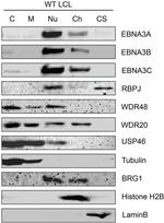 BRG1 Antibody in Western Blot (WB)