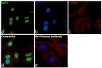 SKP2 Antibody in Immunocytochemistry (ICC/IF)