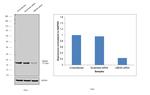 UBC13 Antibody