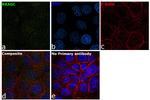 RRAGC Antibody in Immunocytochemistry (ICC/IF)