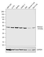 RRAGC Antibody in Western Blot (WB)