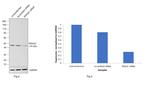 RRAGC Antibody in Western Blot (WB)