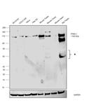 PIWIL1 Antibody in Western Blot (WB)