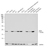 UBC9 Antibody in Western Blot (WB)