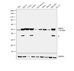 EBP50 Antibody in Western Blot (WB)