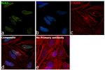 Bub3 Antibody in Immunocytochemistry (ICC/IF)