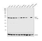 Bub3 Antibody in Western Blot (WB)