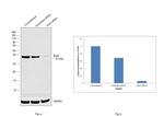 Bub3 Antibody in Western Blot (WB)