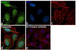 ADAM17 Antibody in Immunocytochemistry (ICC/IF)