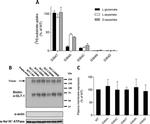 GLT-1 Antibody in Western Blot (WB)