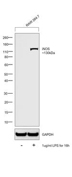 iNOS Antibody