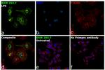 iNOS Antibody in Immunocytochemistry (ICC/IF)