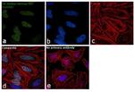 H3K36me3 Antibody in Immunocytochemistry (ICC/IF)