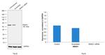 SMAD1 Antibody in Western Blot (WB)