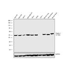 Flotillin 1 Antibody in Western Blot (WB)