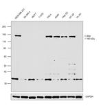 c-Met Antibody in Western Blot (WB)