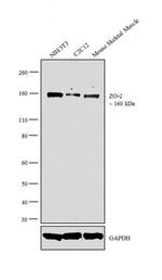 ZO-2 Antibody in Western Blot (WB)