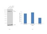 ZO-2 Antibody in Western Blot (WB)