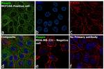 Maspin Antibody in Immunocytochemistry (ICC/IF)