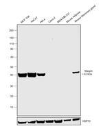 Maspin Antibody in Western Blot (WB)