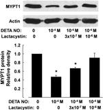 MYPT1 Antibody in Western Blot (WB)