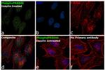 Phospho-PRAS40 (Thr246) Antibody