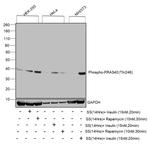 Phospho-PRAS40 (Thr246) Antibody in Western Blot (WB)