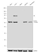 Flotillin 2 Antibody in Western Blot (WB)