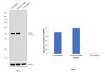 Flotillin 2 Antibody in Western Blot (WB)