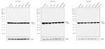 LDHA Antibody