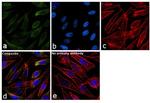 LDHA Antibody in Immunocytochemistry (ICC/IF)