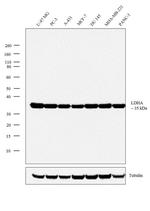 LDHA Antibody in Western Blot (WB)