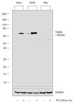 TGFBI Antibody in Western Blot (WB)