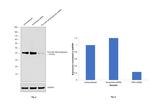 PDHA1/PDHA2 Antibody in Western Blot (WB)