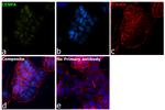 CENPA Antibody in Immunocytochemistry (ICC/IF)