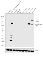 HSL Antibody