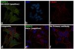 PGP9.5 Antibody in Immunocytochemistry (ICC/IF)