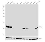 PGP9.5 Antibody in Western Blot (WB)