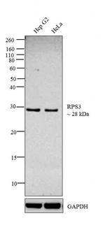 RPS3 Antibody in Western Blot (WB)