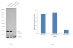 RPS3 Antibody in Western Blot (WB)