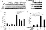 ATG7 Antibody in Western Blot (WB)