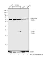 ATG12 Antibody