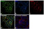 ATG12 Antibody in Immunocytochemistry (ICC/IF)